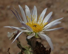 Arctotis leiocarpa