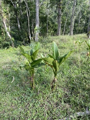 Dieffenbachia seguine