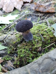 Tylopilus alboater
