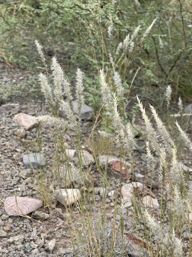 Desvaux's Nineawn Grass (Enneapogon desvauxii)