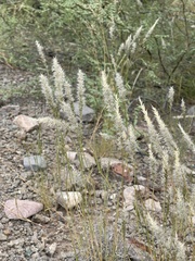 Desvaux's Nineawn Grass (Enneapogon desvauxii)
