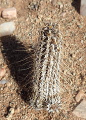 Acanthopsis disperma