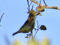 Piranga olivacea