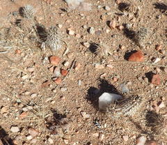 Acanthopsis disperma