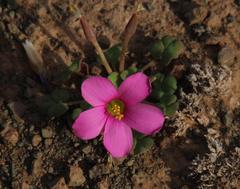Oxalis fergusonae