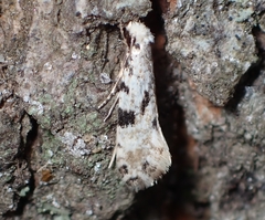 Nemapogon auropulvella