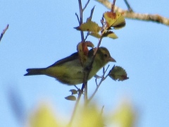 Piranga olivacea