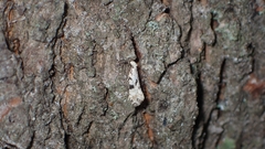Nemapogon auropulvella