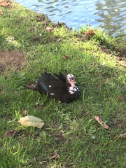 Cairina moschata domestica