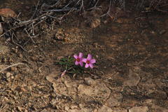 Oxalis fergusonae