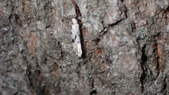 Nemapogon auropulvella