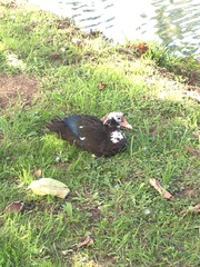 Cairina moschata domestica