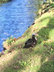 Cairina moschata domestica