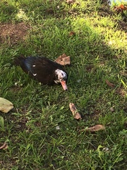 Cairina moschata domestica