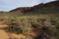 Wiborgia