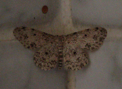 Scopula plantagenaria