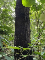 Prunus occidentalis