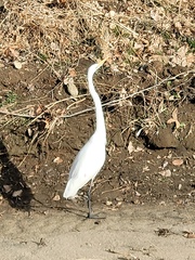Ardea alba