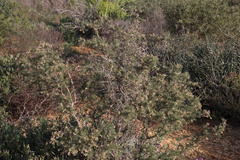 Wiborgia