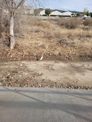 Ardea alba