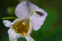 Impatiens edgeworthii