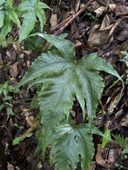 Tectaria heracleifolia