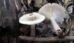 Lactarius cinereus