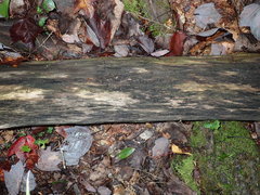 Strossmayeria basitricha