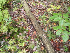 Strossmayeria basitricha