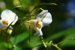Impatiens edgeworthii