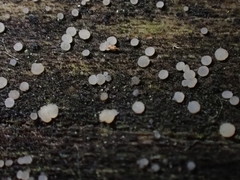 Strossmayeria basitricha