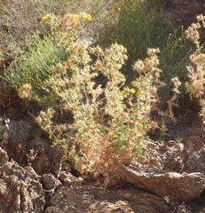 Berkheya spinosissima