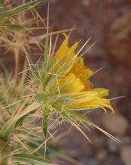 Berkheya spinosissima