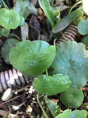 Hydrocotyle bonariensis