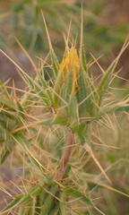 Berkheya spinosissima