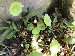 Hydrocotyle bonariensis
