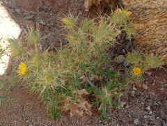 Berkheya spinosissima
