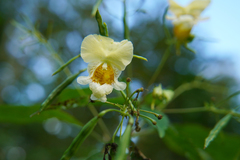 Impatiens edgeworthii