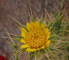 Berkheya spinosissima