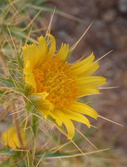 Berkheya spinosissima