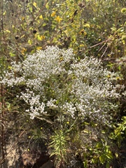 Eriogonum multiflorum