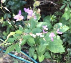 Desmodium floridanum