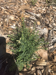 Pimelea serpyllifolia