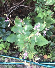 Desmodium floridanum