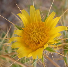 Berkheya spinosissima