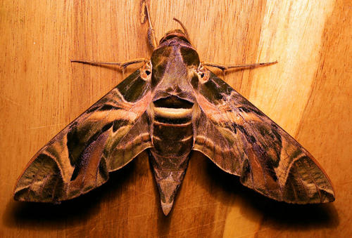 Photo of Oleander Hawkmoth (Daphnis nerii)