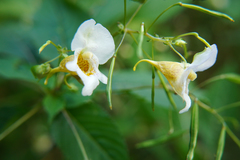 Impatiens edgeworthii
