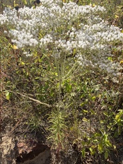 Eriogonum multiflorum