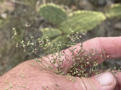 Euphorbia gracillima