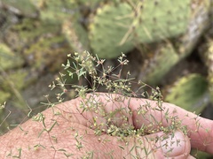 Euphorbia gracillima